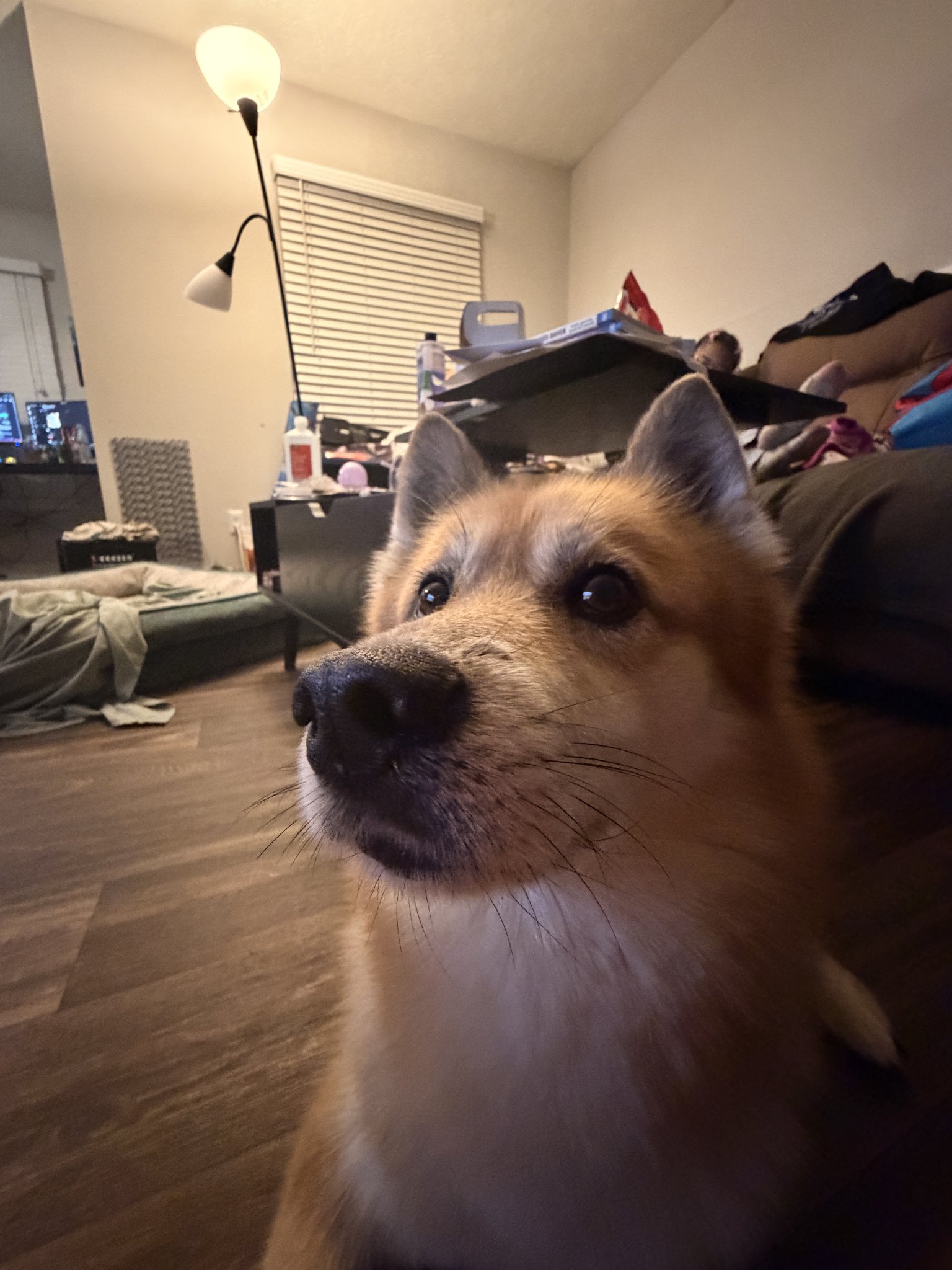 A Shiba Inu looking directly at the camera indoors