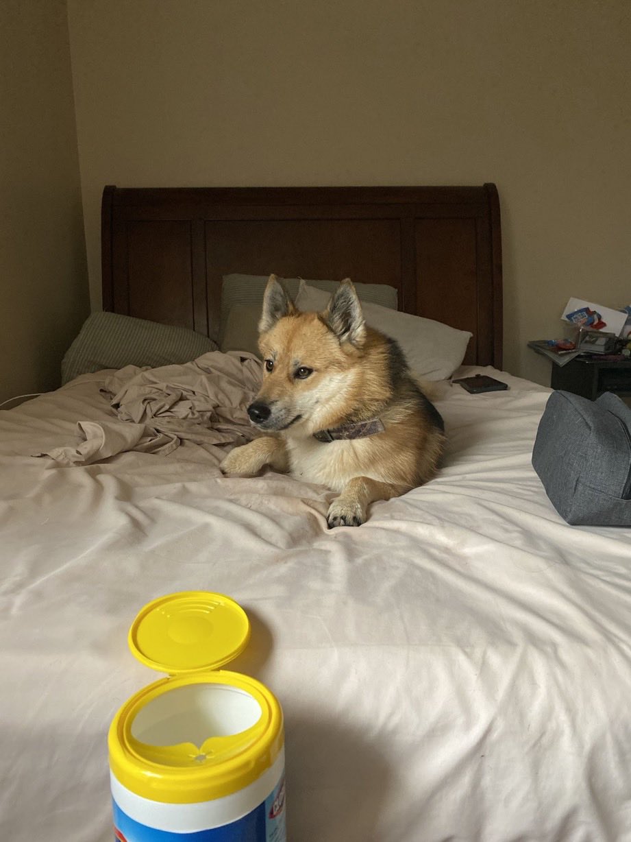 A Shiba Inu relaxing on a bed with yellow bowls nearby